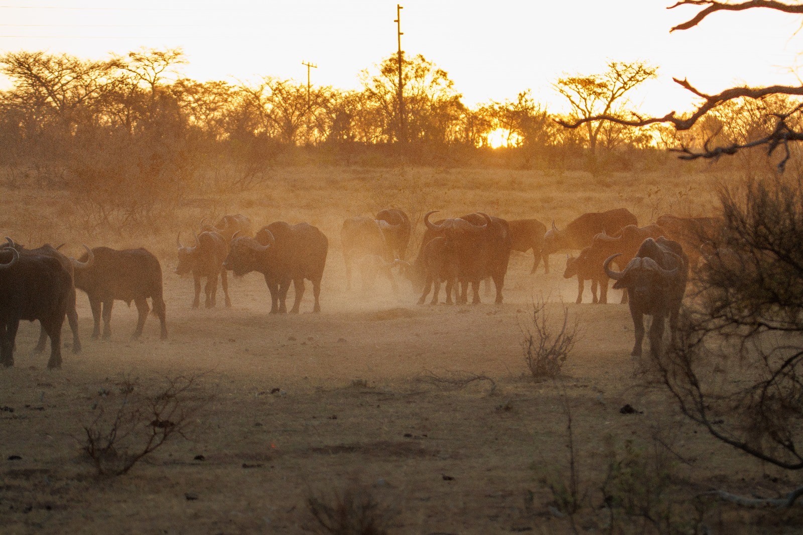 buffle sur un couché de soleil