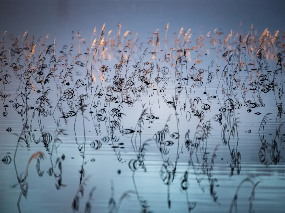  Close-up view of golden reeds reflecting in the calm, shallow waters of a flooded field at Lake Cerknica, Slovenia, with the ripples and silhouettes of the plants creating abstract, eye-like patterns on the water's surface.