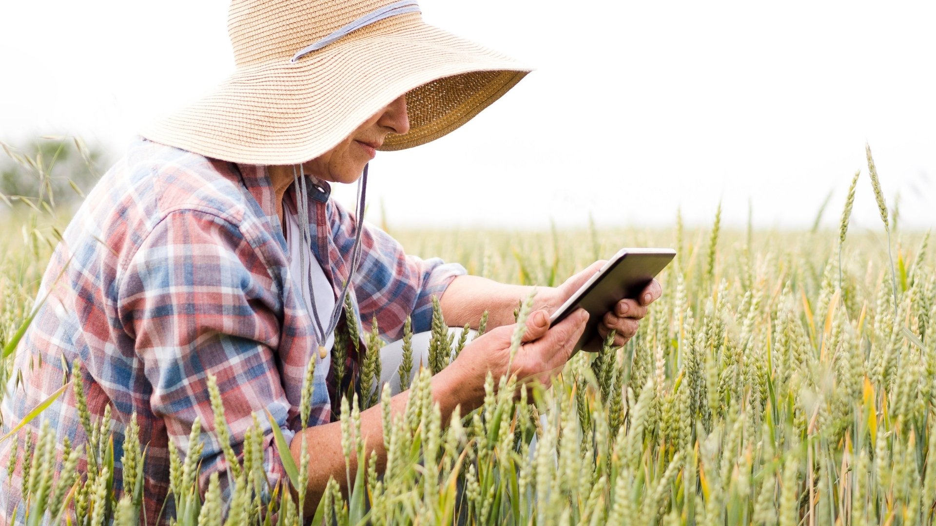 Prevention and Management Strategies for Paddy Diseases
