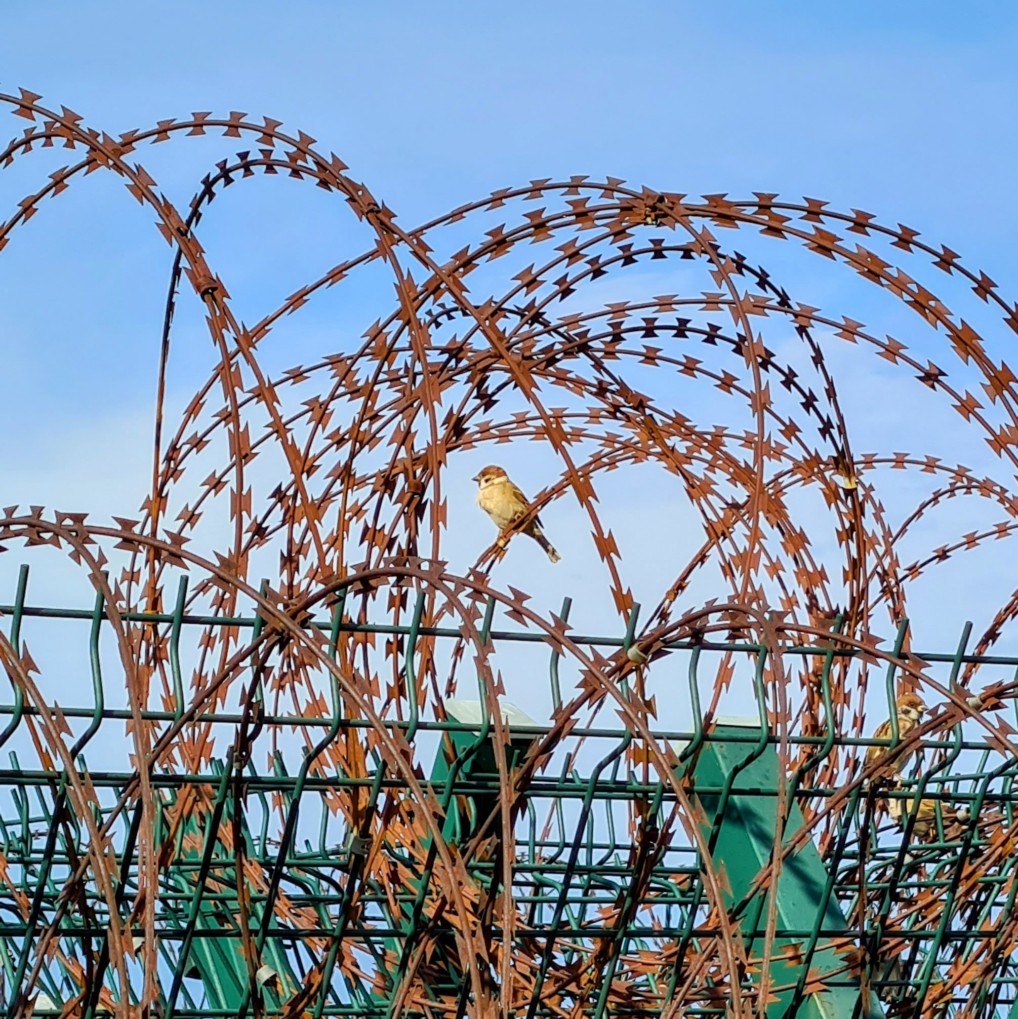 Bird sitting on fence wires