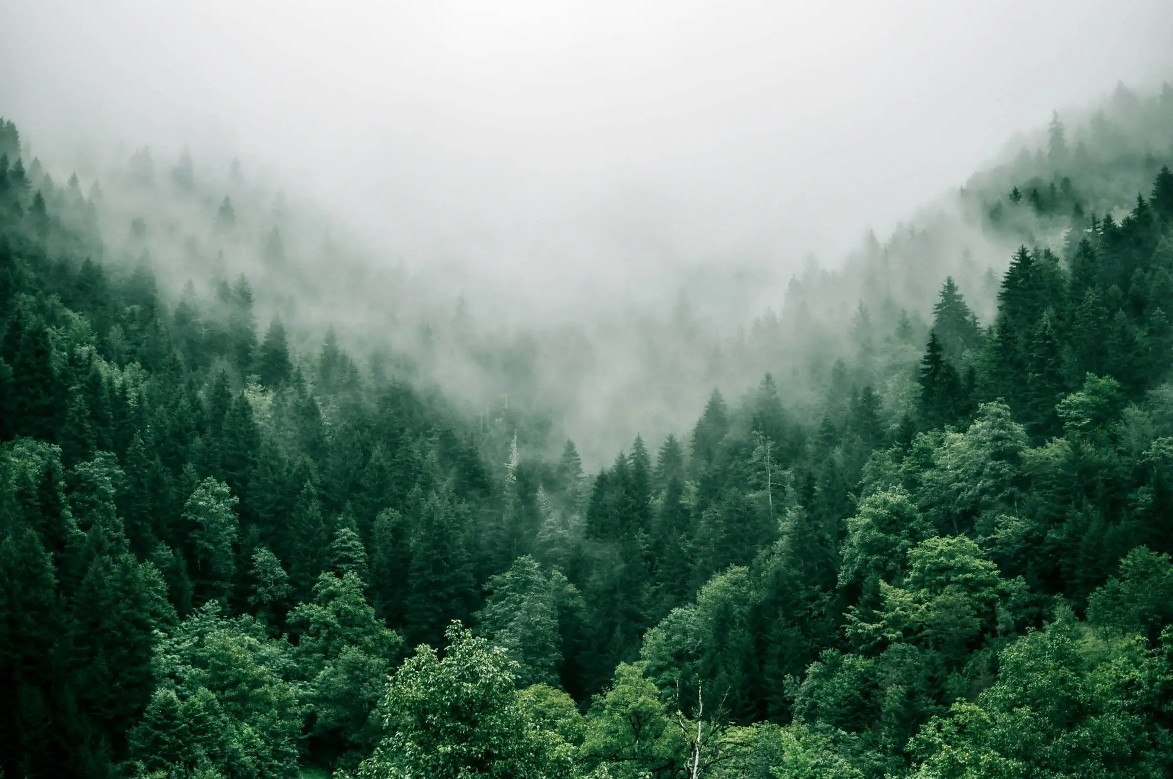 Calming image of a forest.