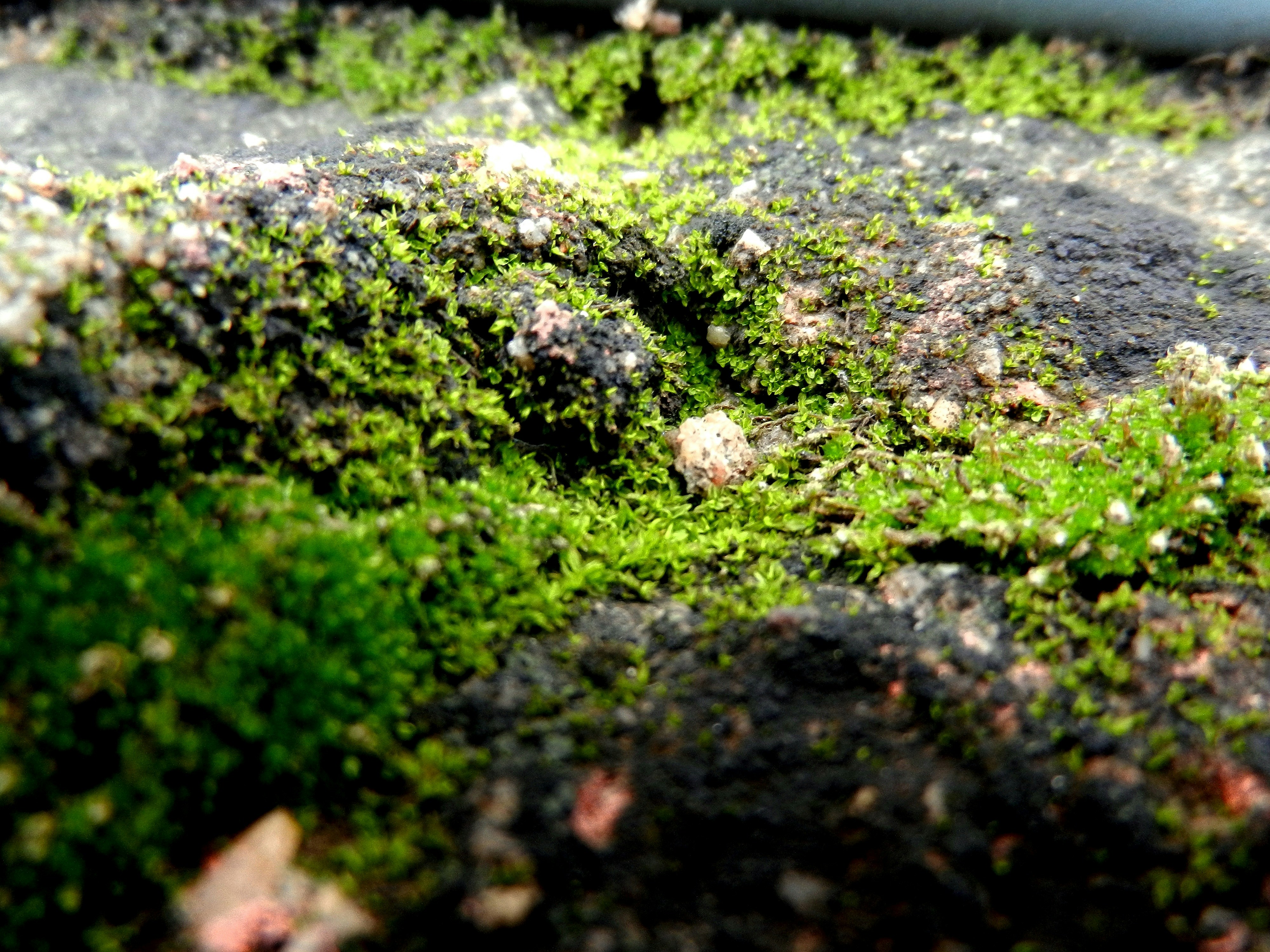 A close up of a green moss covered rock