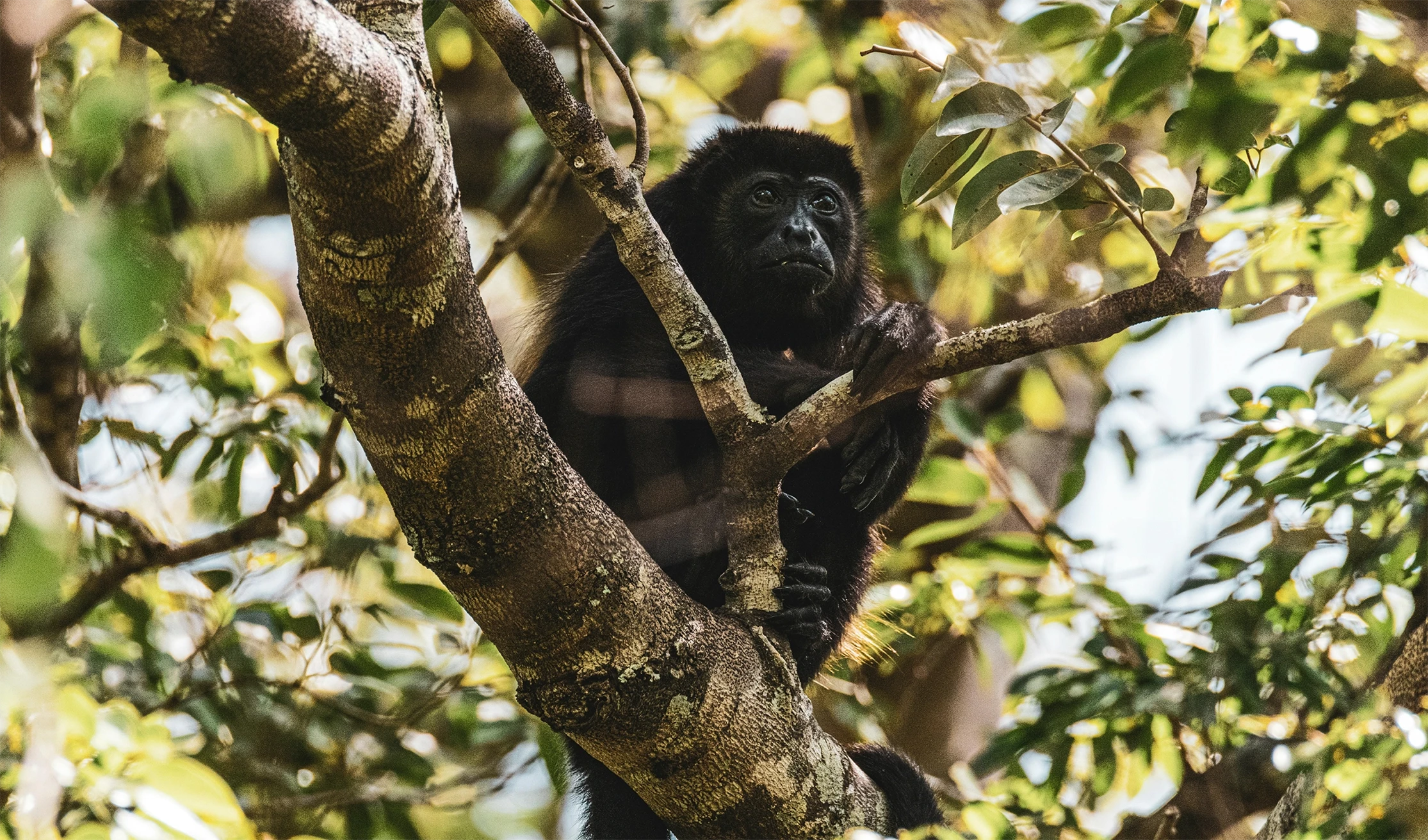 A howler monkey sitting in a tree