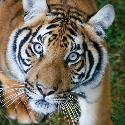 Khu bảo tồn Safari Lumigny: Vé vào cửa tại Lumigny Nesles Ormeaux