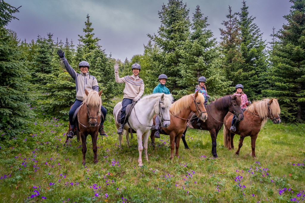 Pferde in einem Lavelfeld