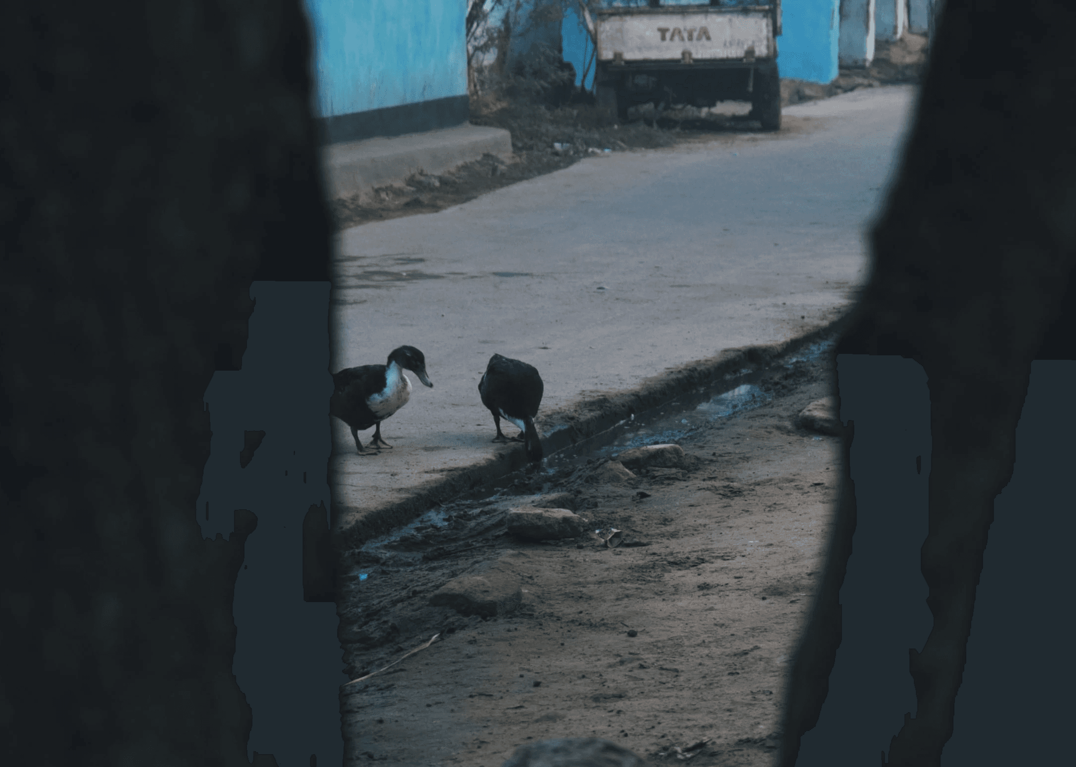 A photograph of two ducks wandering the streets of Asantaliya village before sunrise, drinking from the gutter. The shot has been captured from between the branches of a tree, which forms a natural V-shape frame around the ducks.