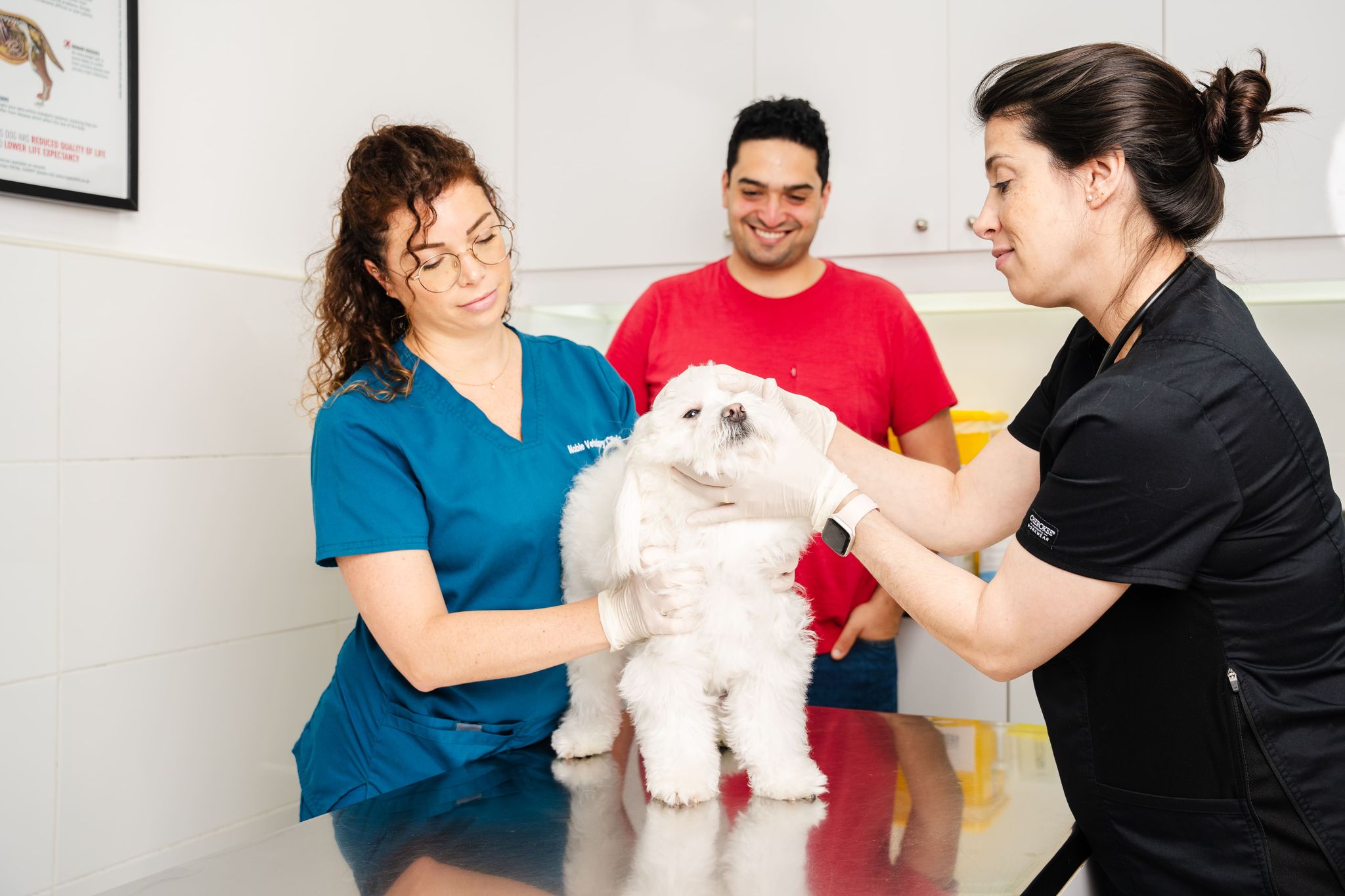 A veterinarian is trying to check a dog's teeth. Another vet is assisting. The pet owner is watching and smiling.