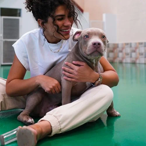 dog boarding in dubai