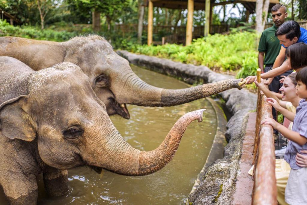 Feeding elephants, Mandai Wildlife Reserve