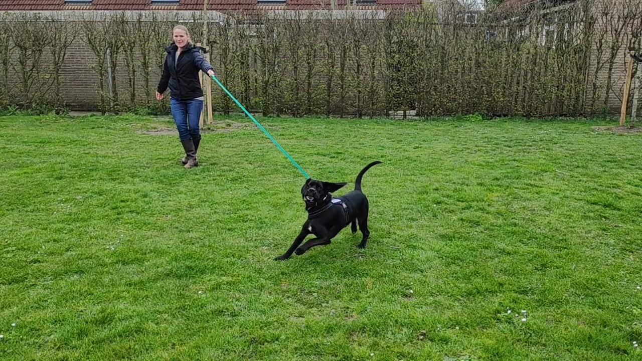 De 3 redenen waarom een hond trekt aan de lijn (en wat jij daaraan kunt doen)