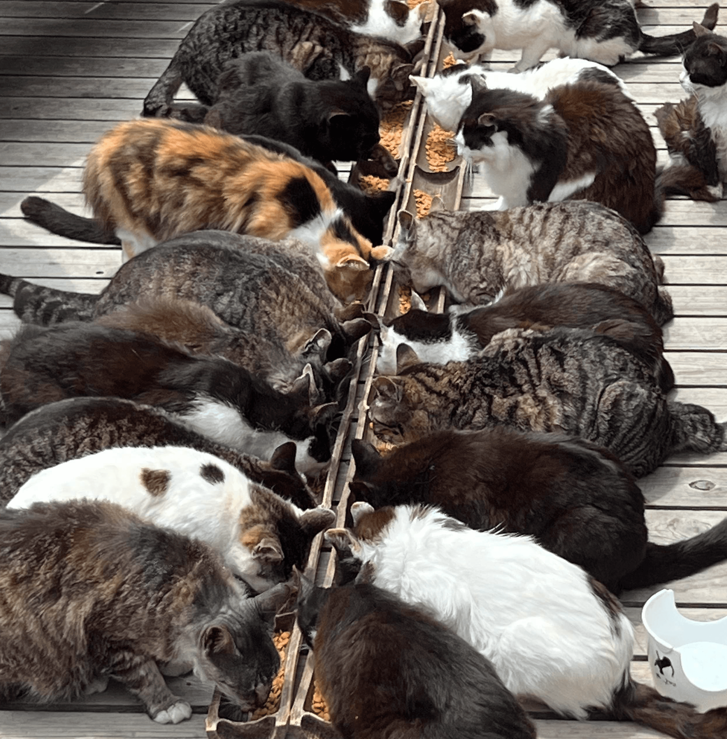 Close-up of a yellow tennis ball sitting on a green court, positioned near the white center line.