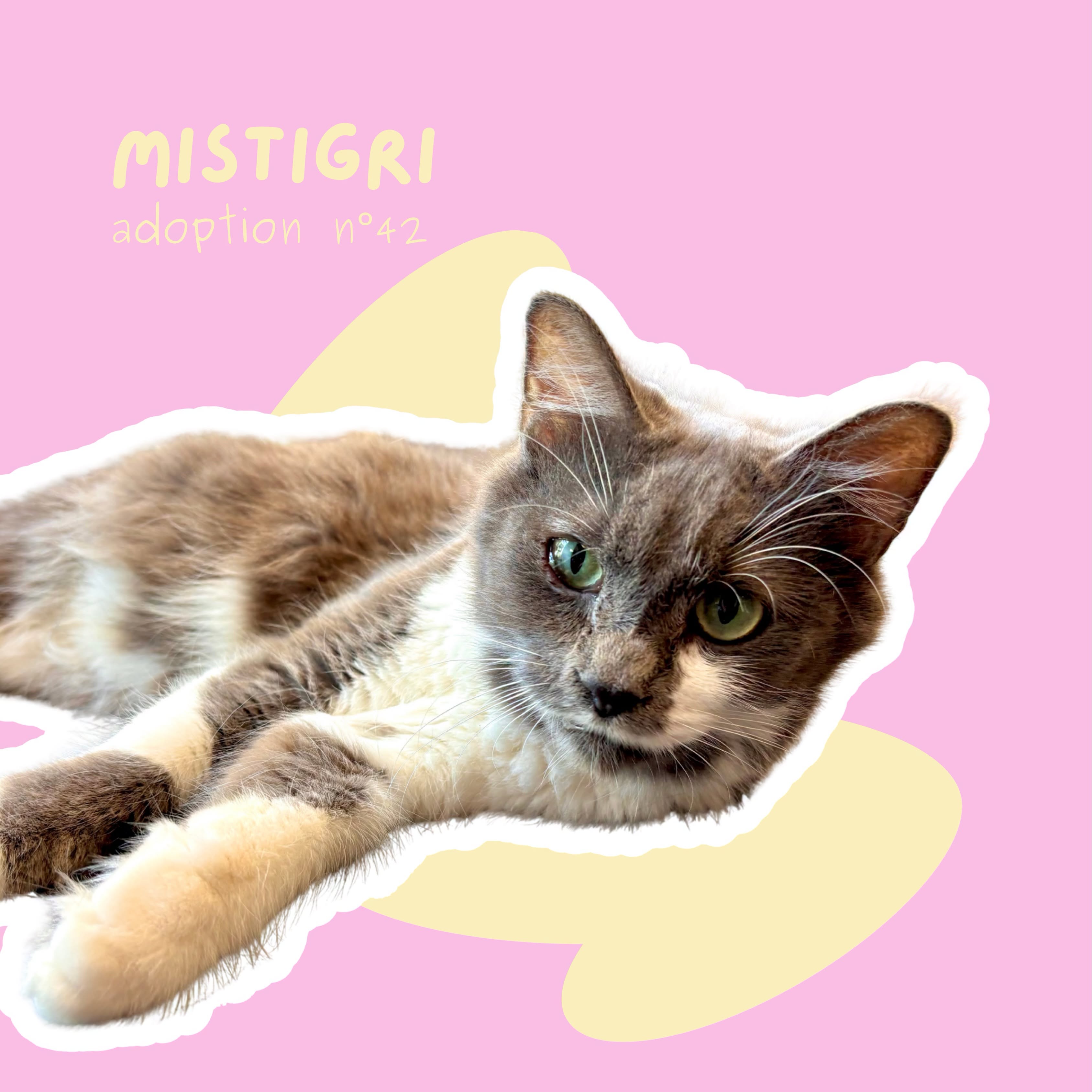 chat-mistigri