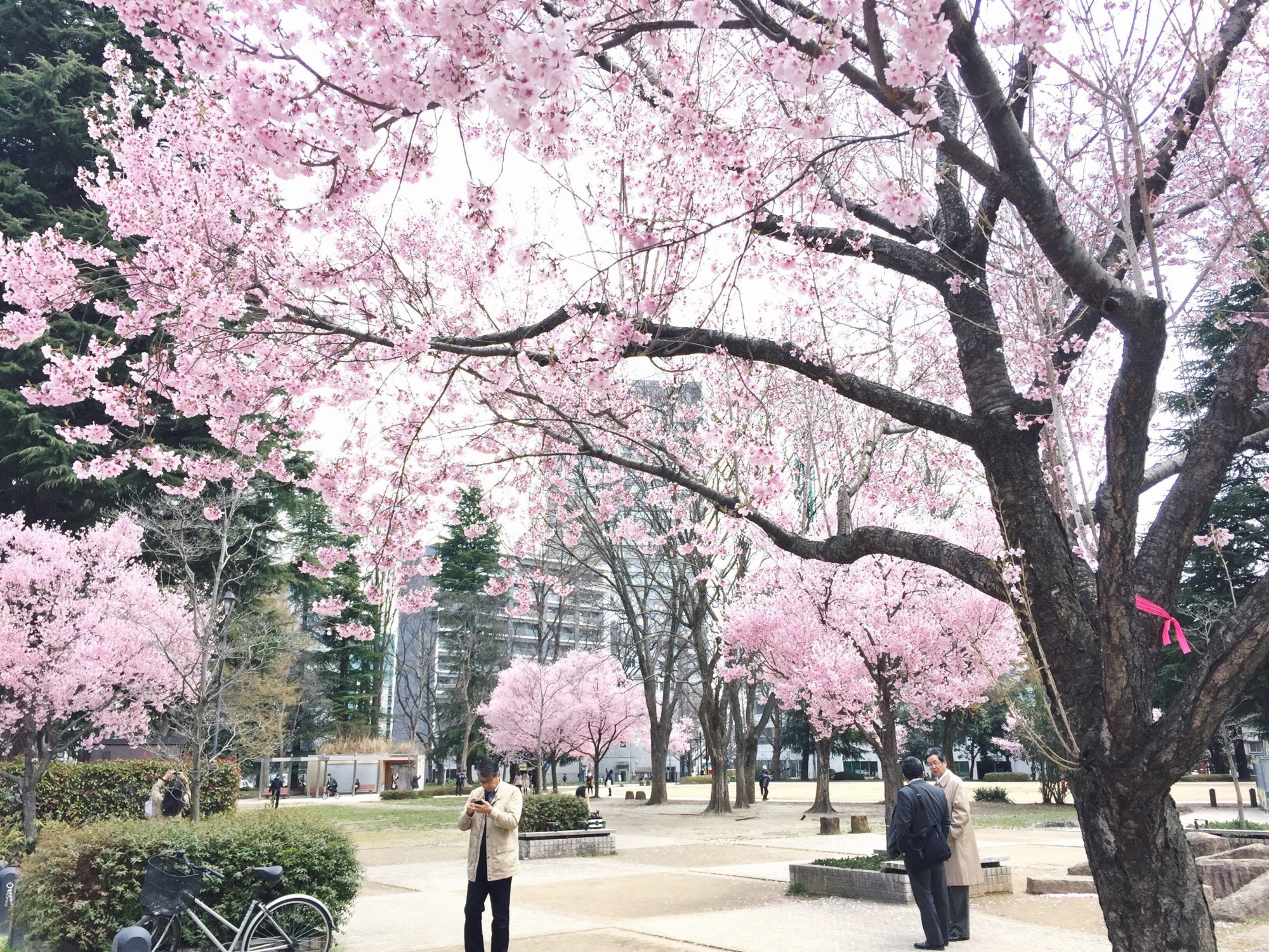 Hanami 1 e1493339243712