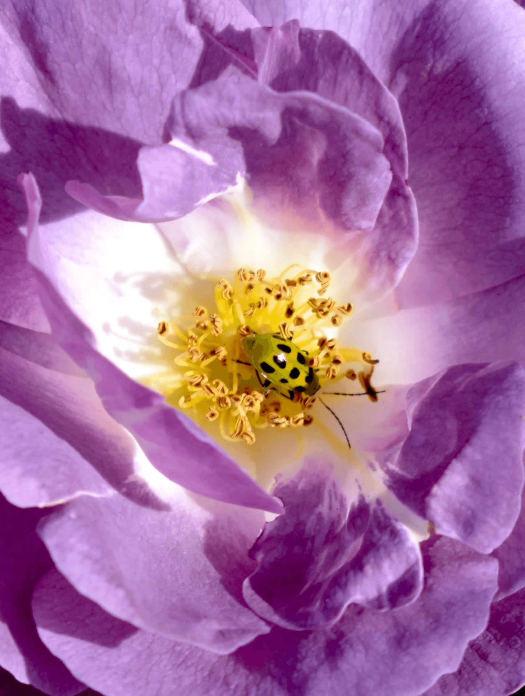 Bug Sleep Flower - My Dao Designer Portfolio