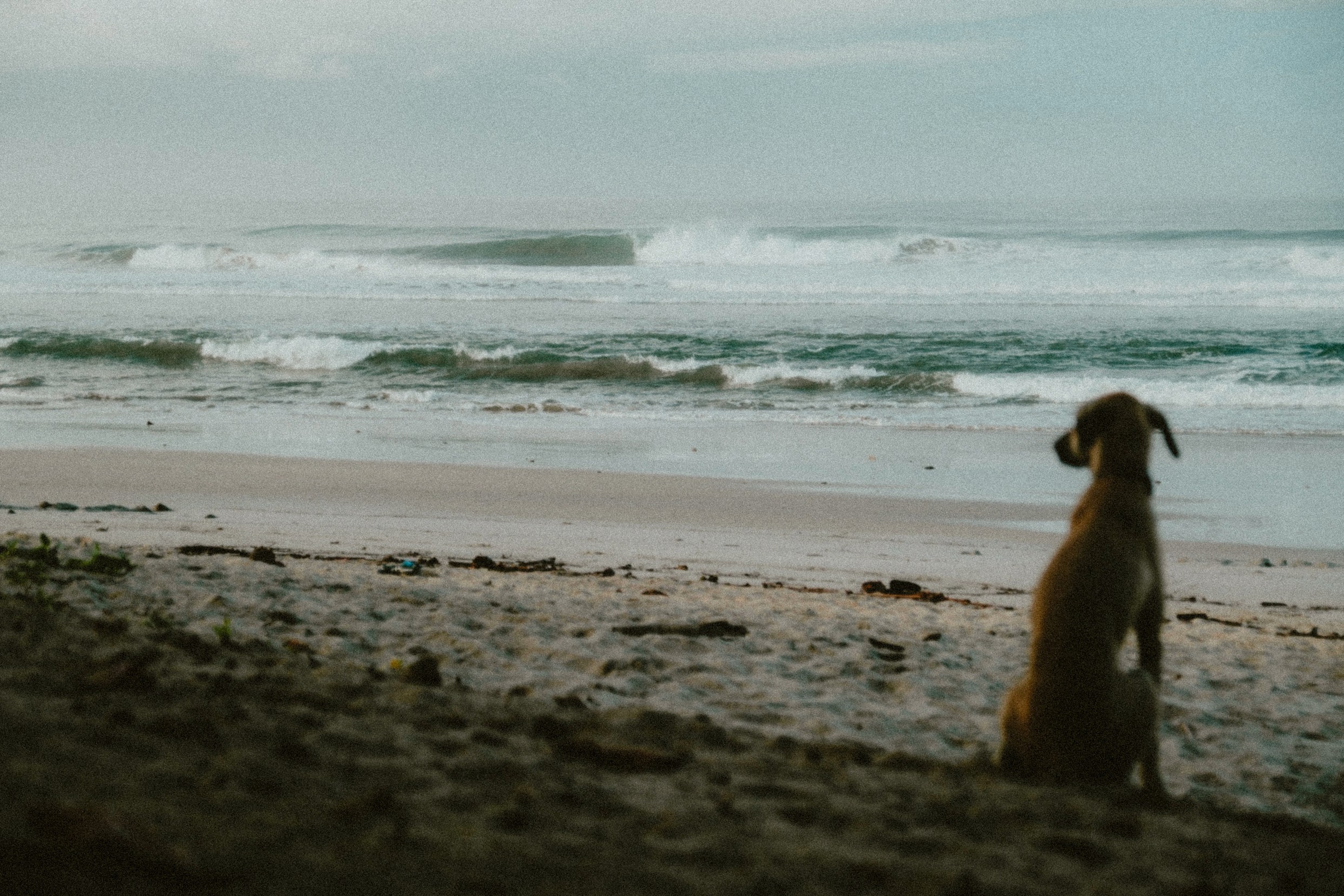 Dog on beach looking at waves