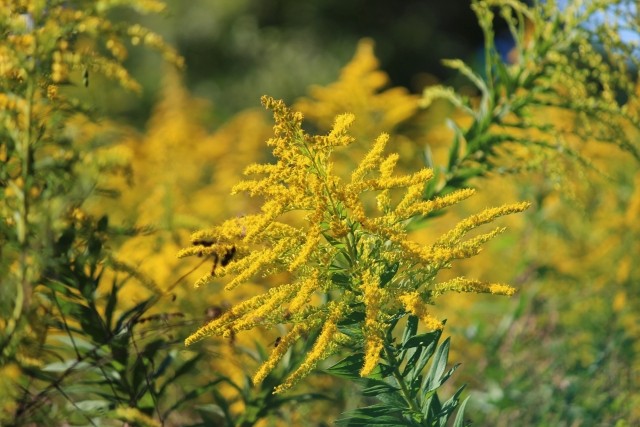 秋の花粉症の特徴