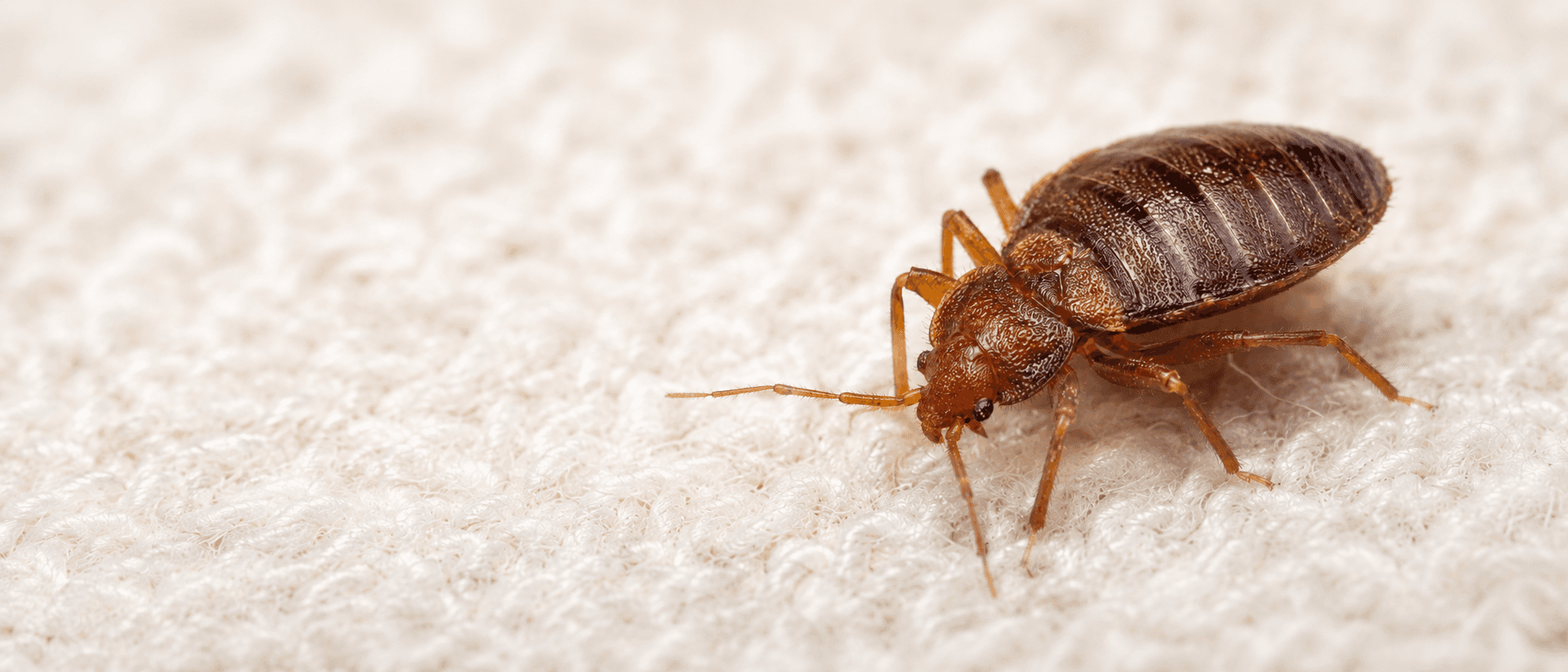 bed bug close up