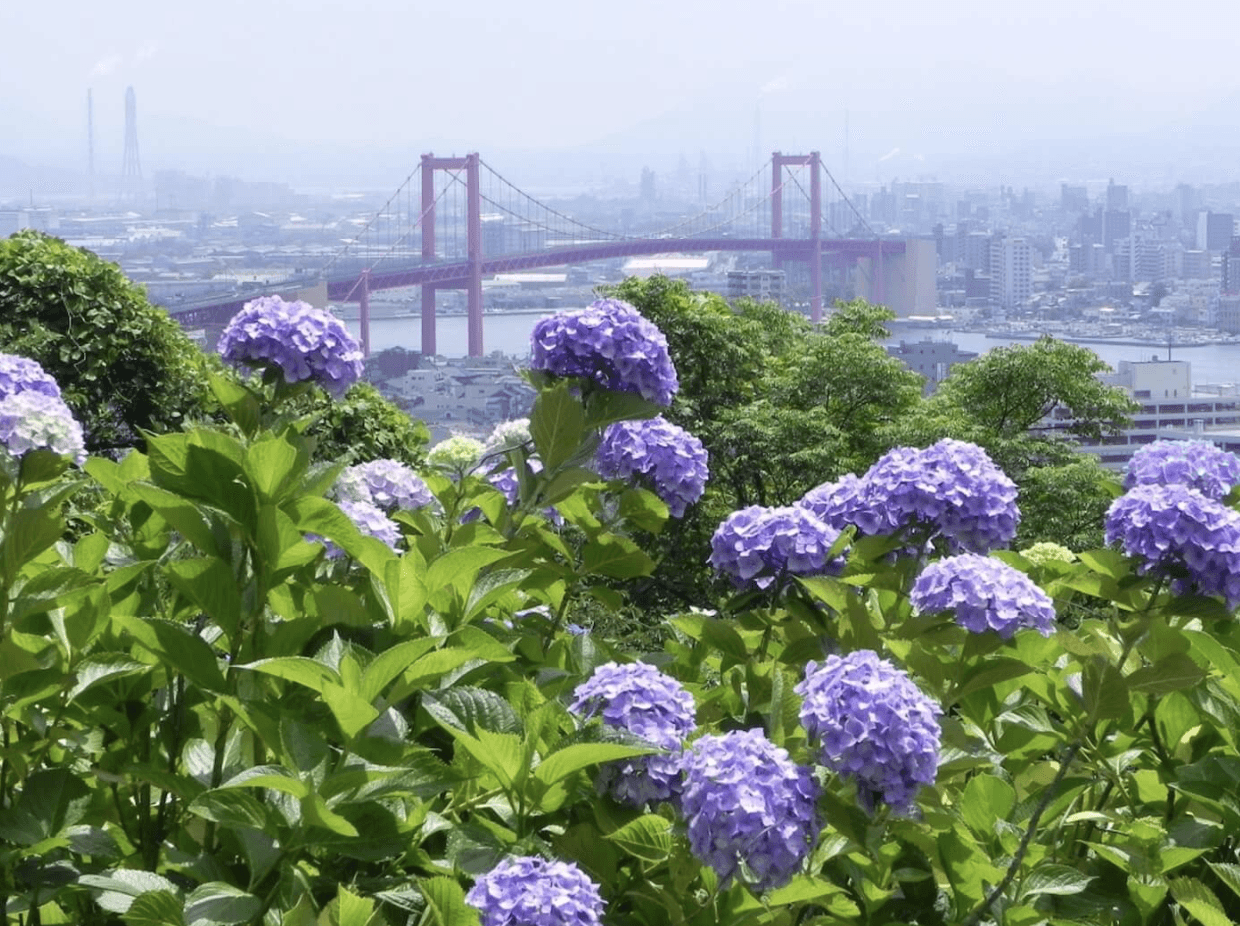 Takatoyama Park hydrangeas with bridge in the background