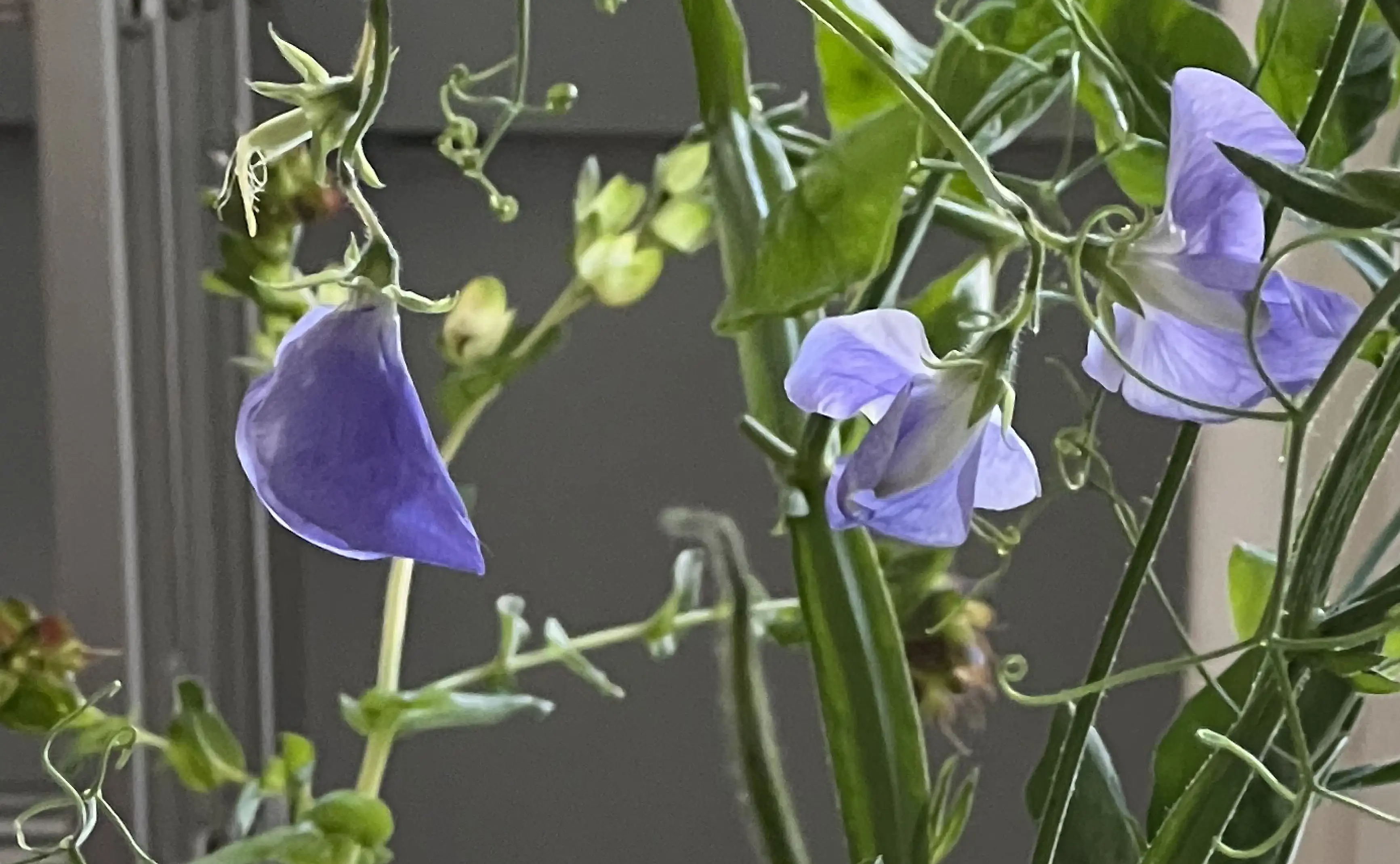 Detalle macro de flores lilas entre tallos verdes en arreglo botánico contemporáneo.