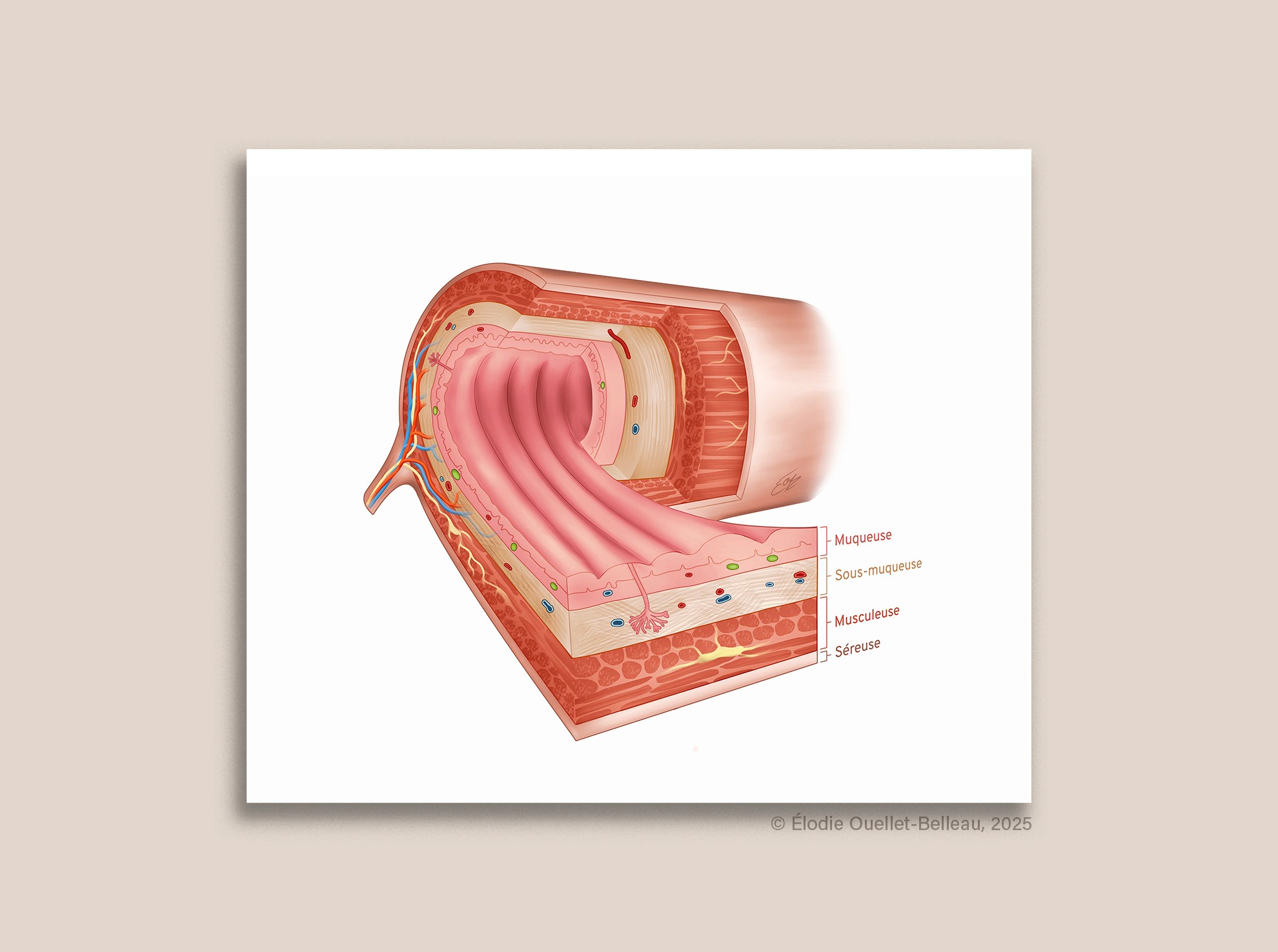 Illustration scientifique de l'histologie des différentes couches du tractus digestif par Élodie Ouellet-Belleau, illustratrice scientifique.