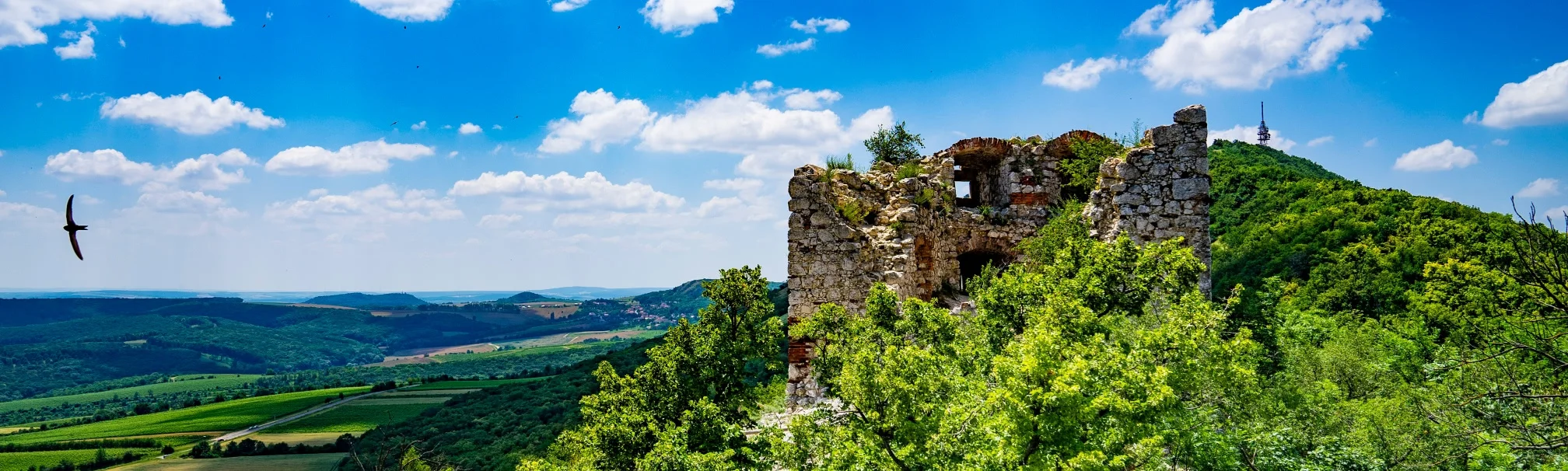 catergory-backgrounds