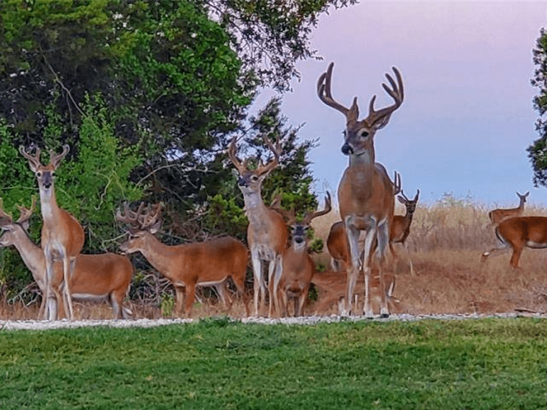 Deer in the yard, a daily sight at White Bluff Resort