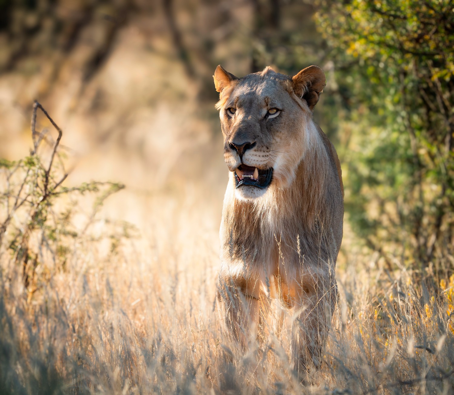 Leon en Etosha, Namibia