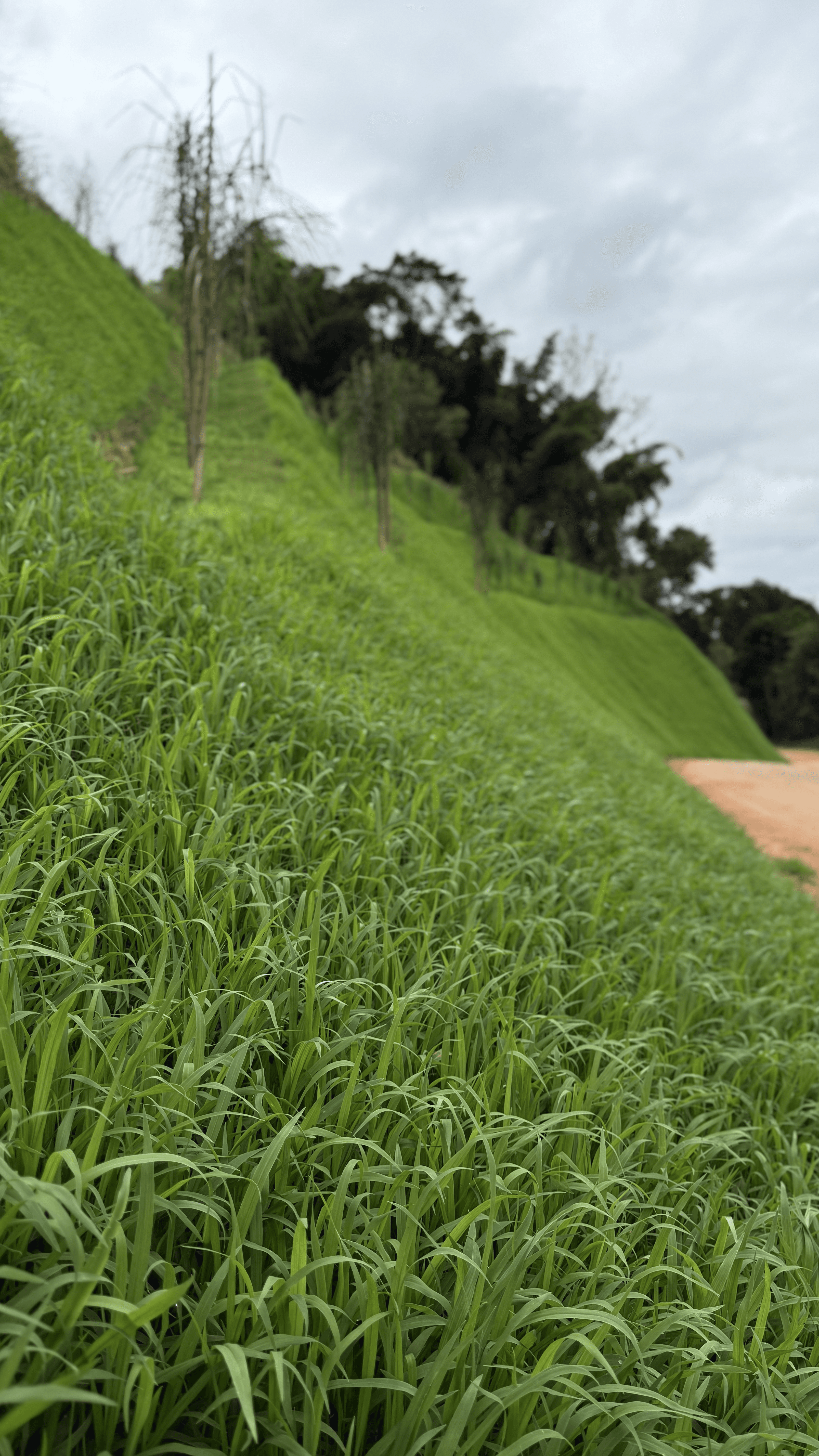 person managing their expenses on a laptop
