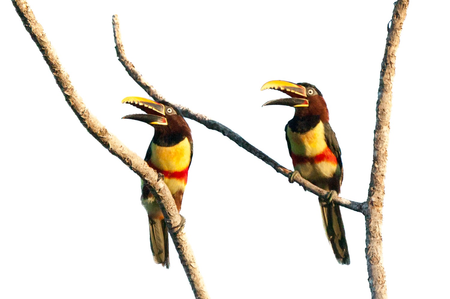 Couple of aracari perched at the top of a tree against a clean white background; photographed with soft, even studio lighting, high contrast, and sharp detail highlighting their vibrant colors — red, yellow, and black beaks, green and yellow body feathers, and striking patterned wings. Ein Paar Arakaris sitzt oben auf einem Baum vor einem weißen Hintergrund; aufgenommen mit weichem, gleichmäßigem Studiolicht, hohem Kontrast und scharfen Details, die ihre lebendigen Farben hervorheben — rote, gelbe und schwarze Schnäbel, grünes und gelbes Körpergefieder und auffällig gemusterte Flügel. Pantanal.