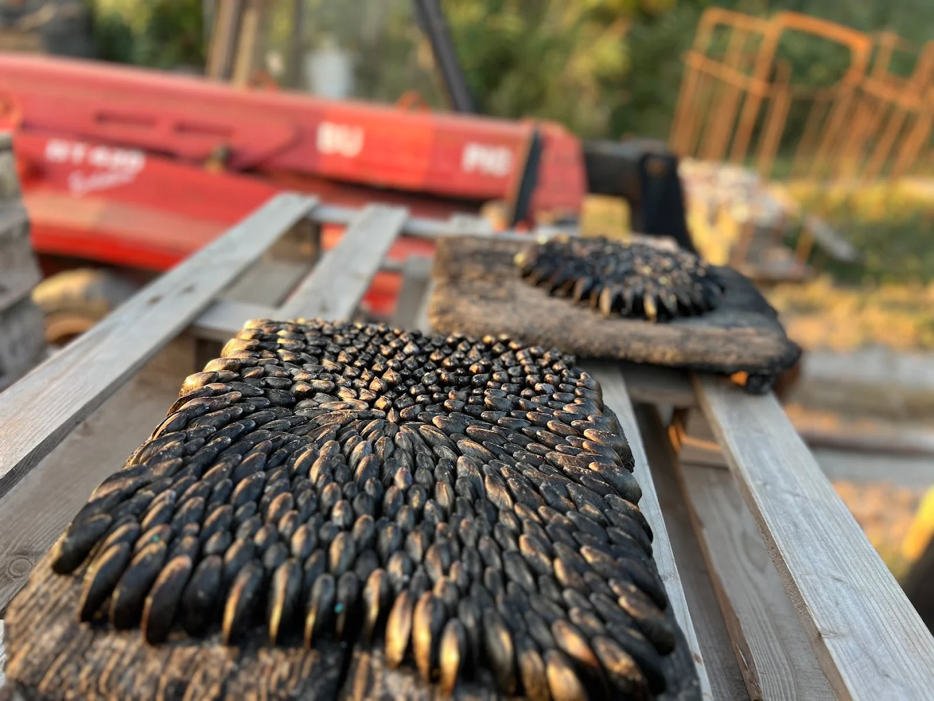 Éclade de moules, ou mouclade