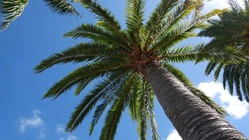 Queen Palm (Syagrus romanzoffiana.webp