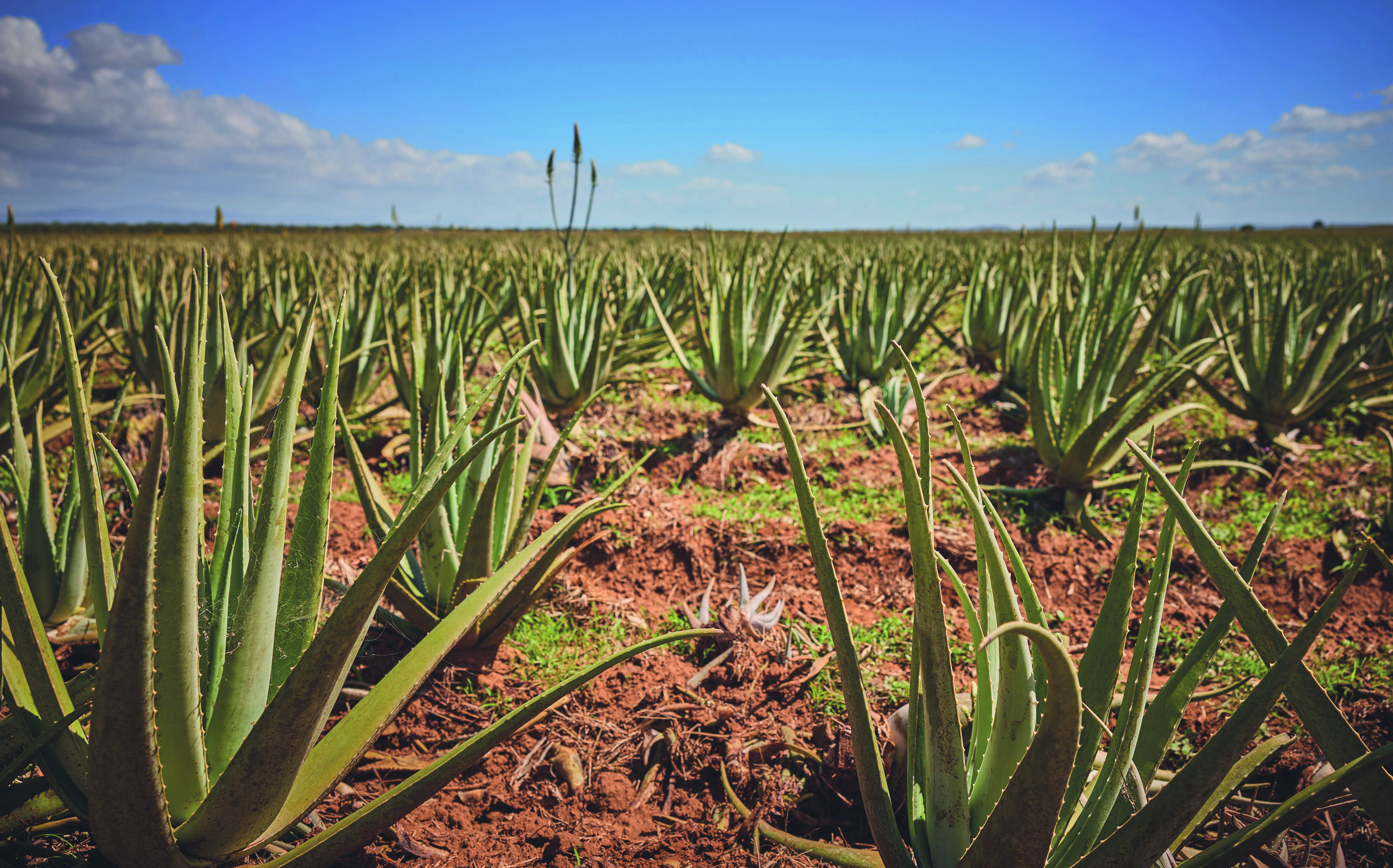 Large image showing an Aloe Vera field in the US with dirt ground and blue sky in the background.
