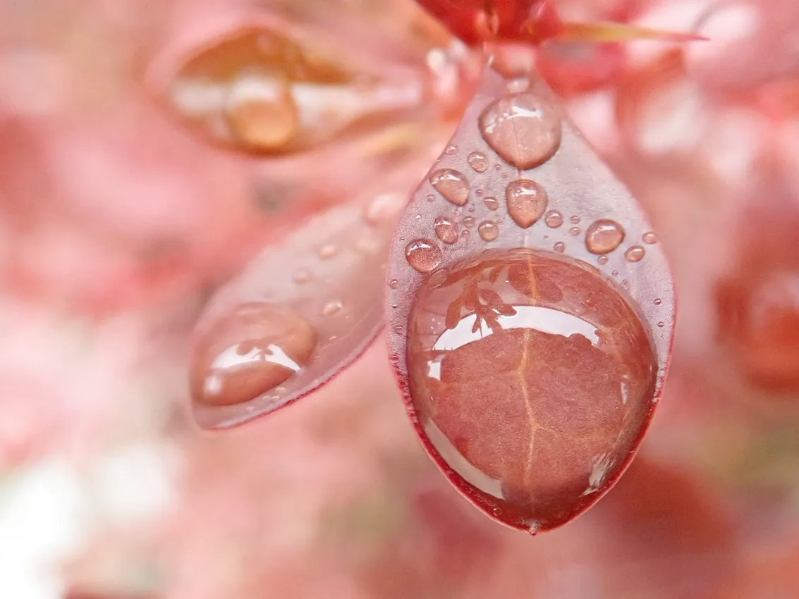 dewdrops on petals