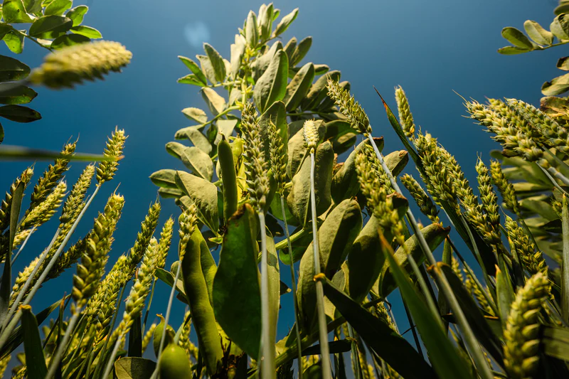 Wheat Growing in Sunlight