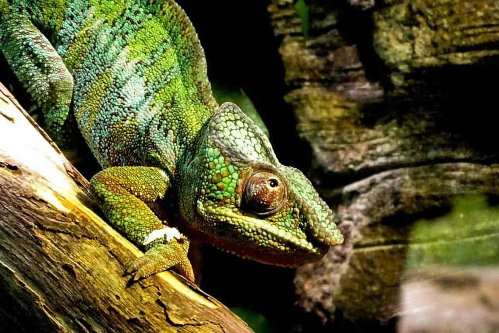 chameleon, bioparc