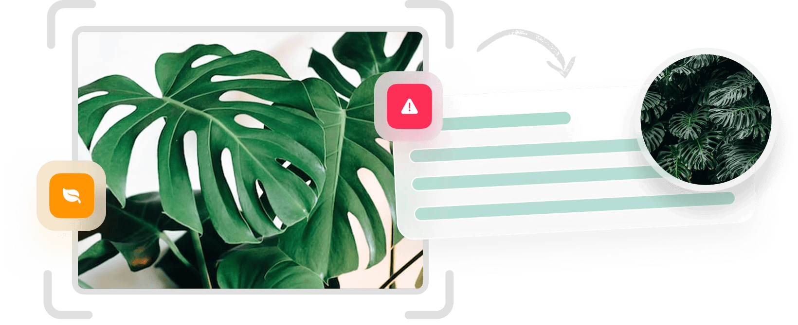 Plant identification