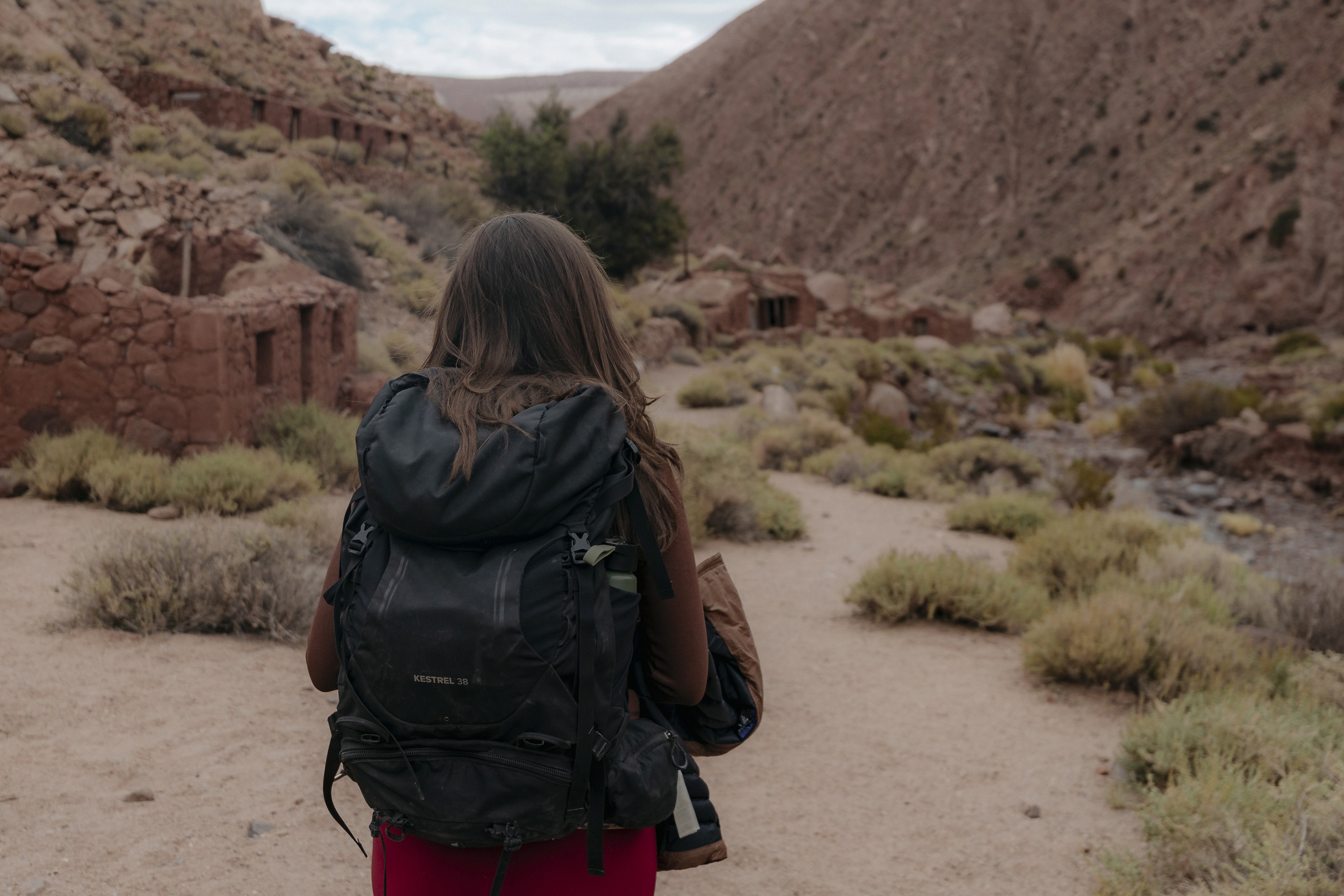 animal running on field