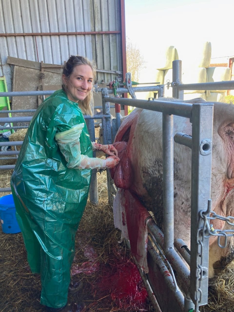 Chirurgie vache débout
