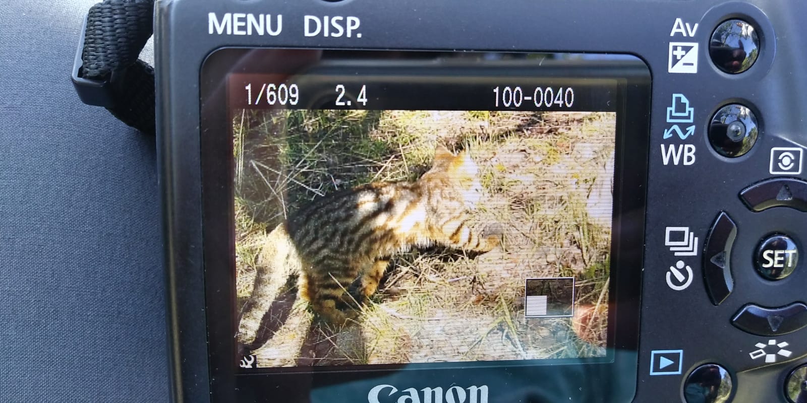 Gato colo colo captado por las cámaras trampa de CBZ