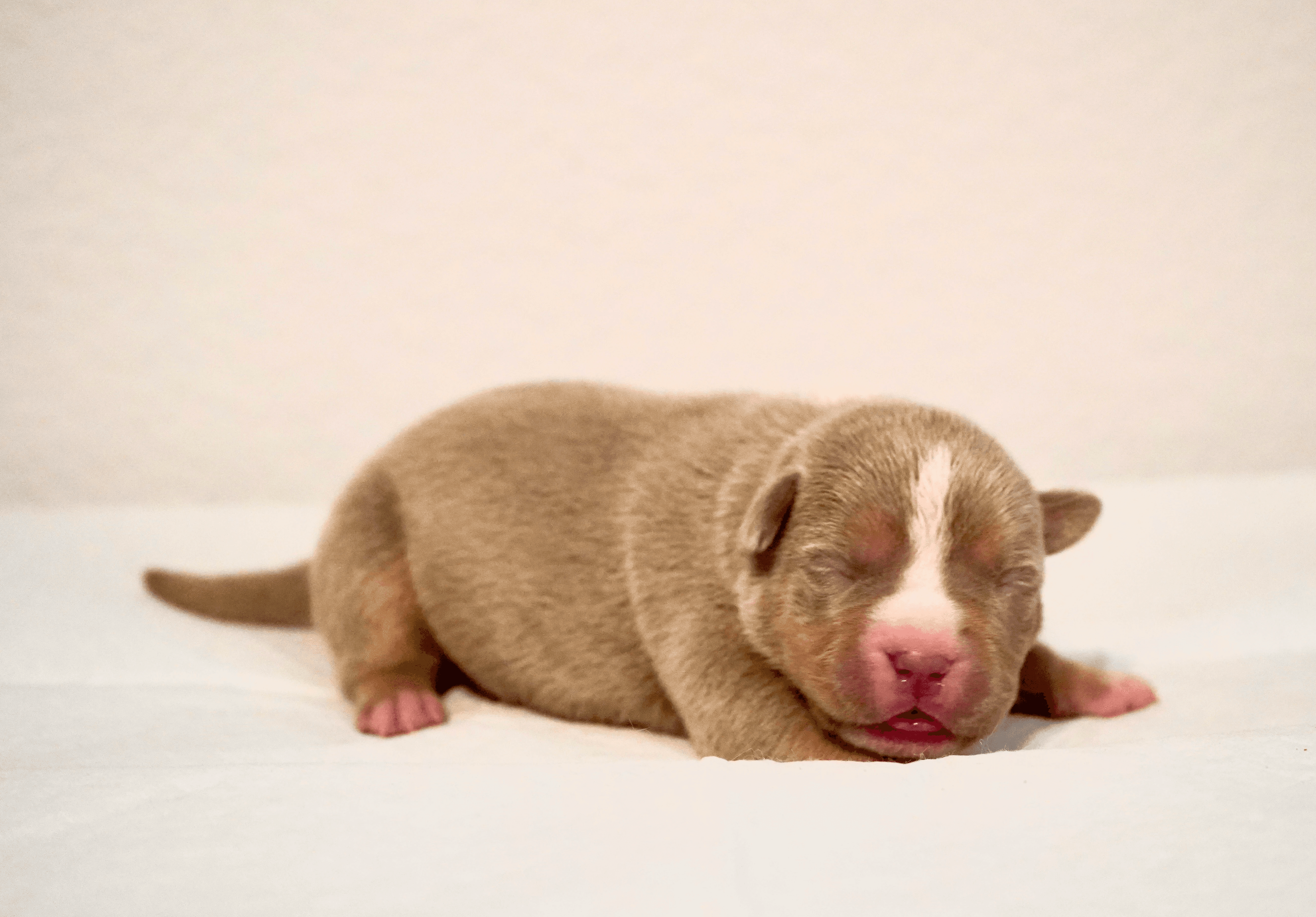 Big Dawg Bullies American Bully for sale - Black Tri Female 