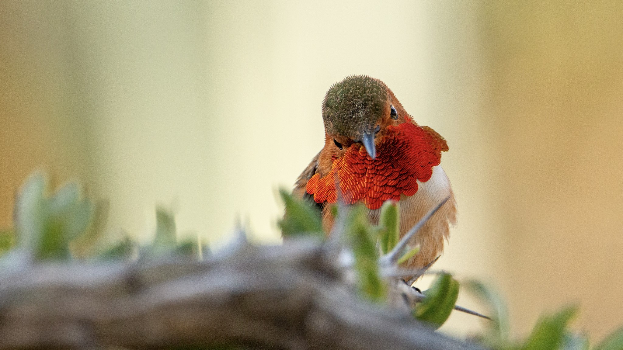 hummingbird staring at the camera