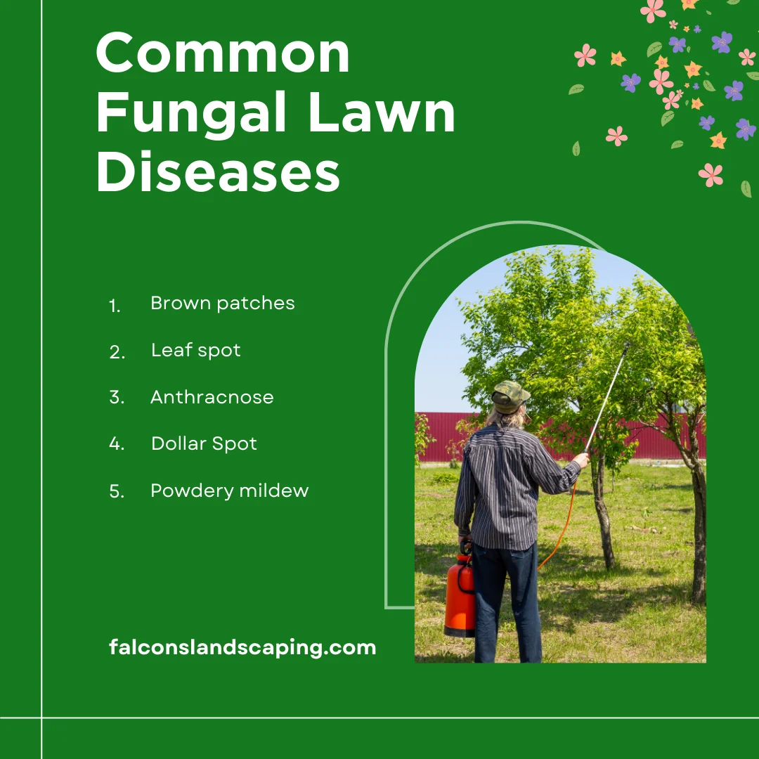 An infographic listing the common fungal lawn diseases