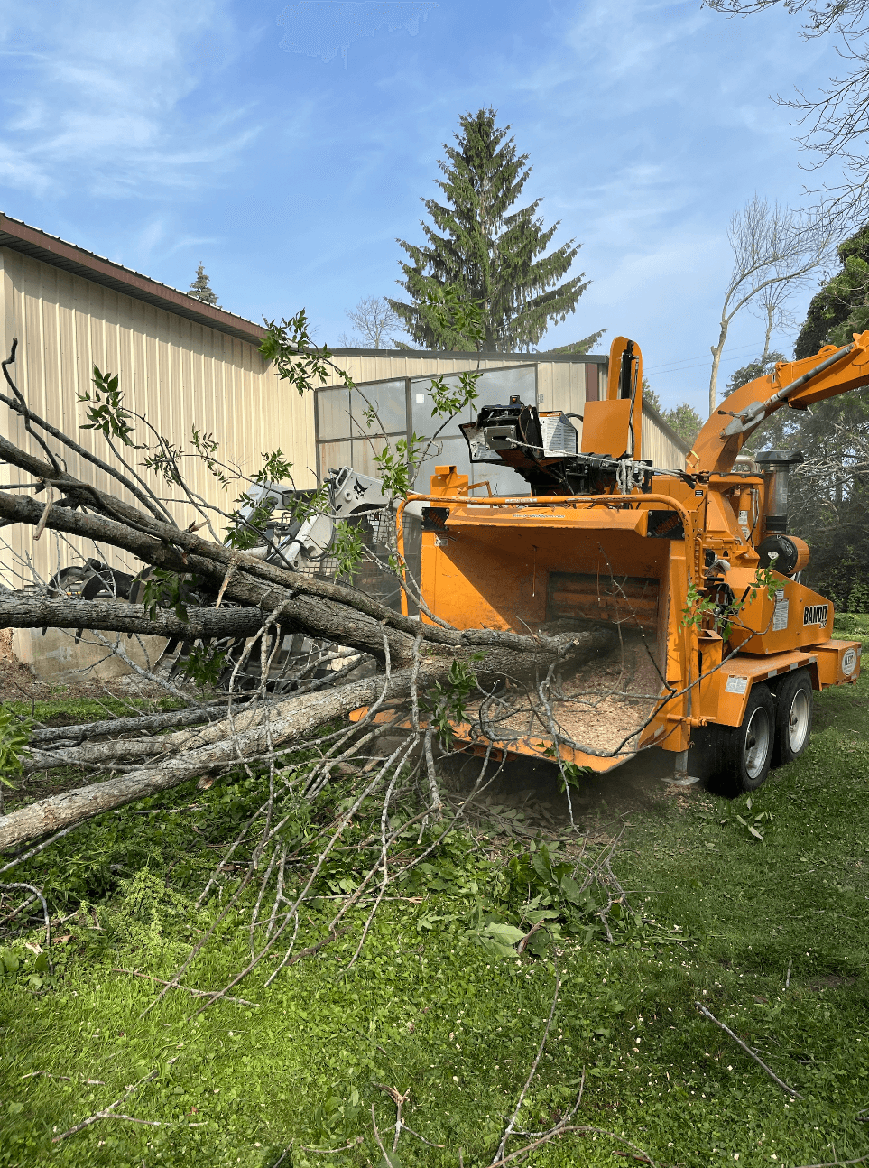 Stump grinder grinding tree