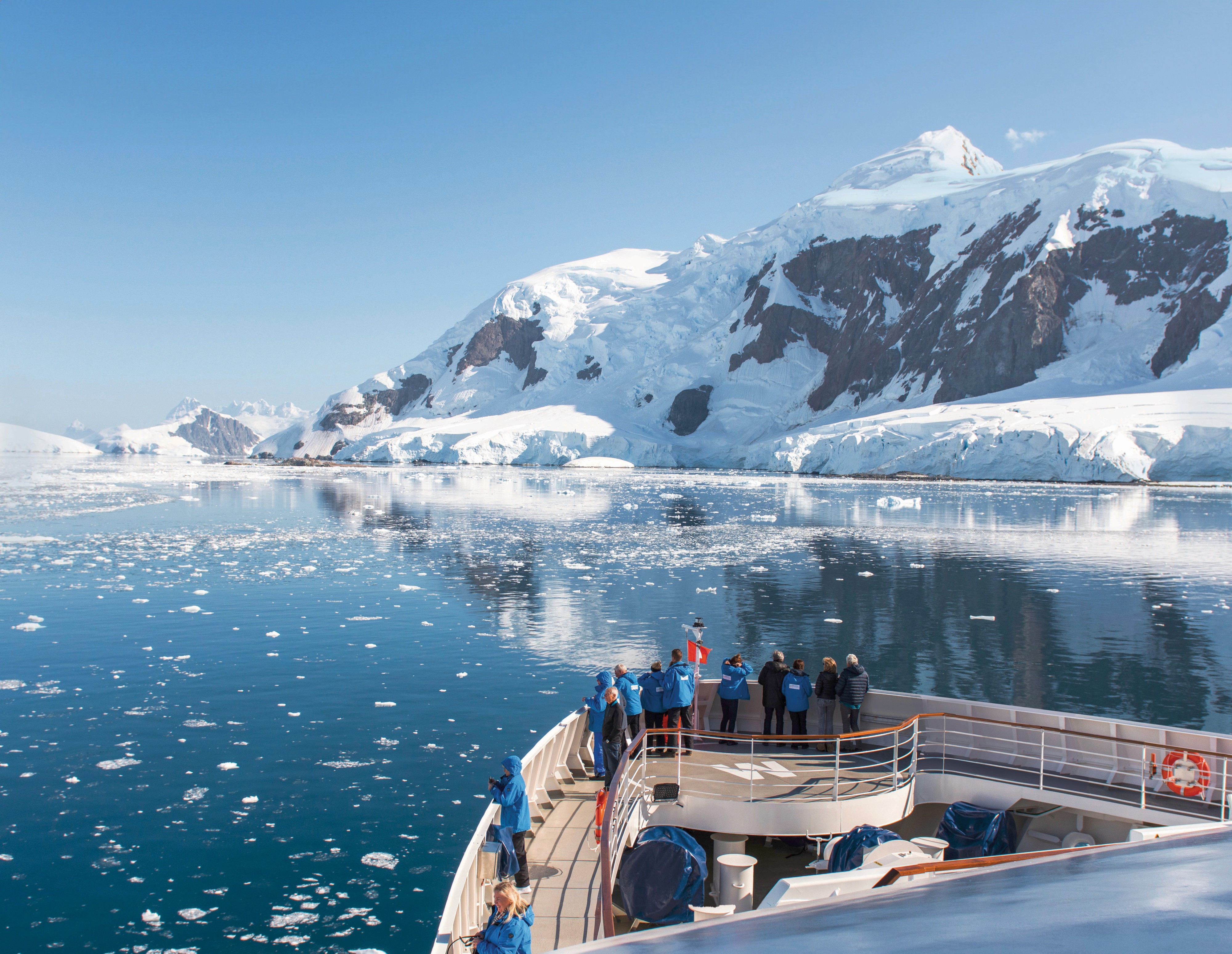 Antarctic wildlife portrait