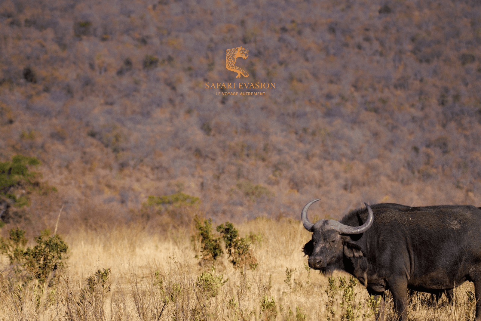 un buffle dans la savane