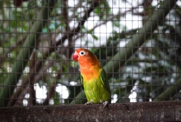 a pet parot standing