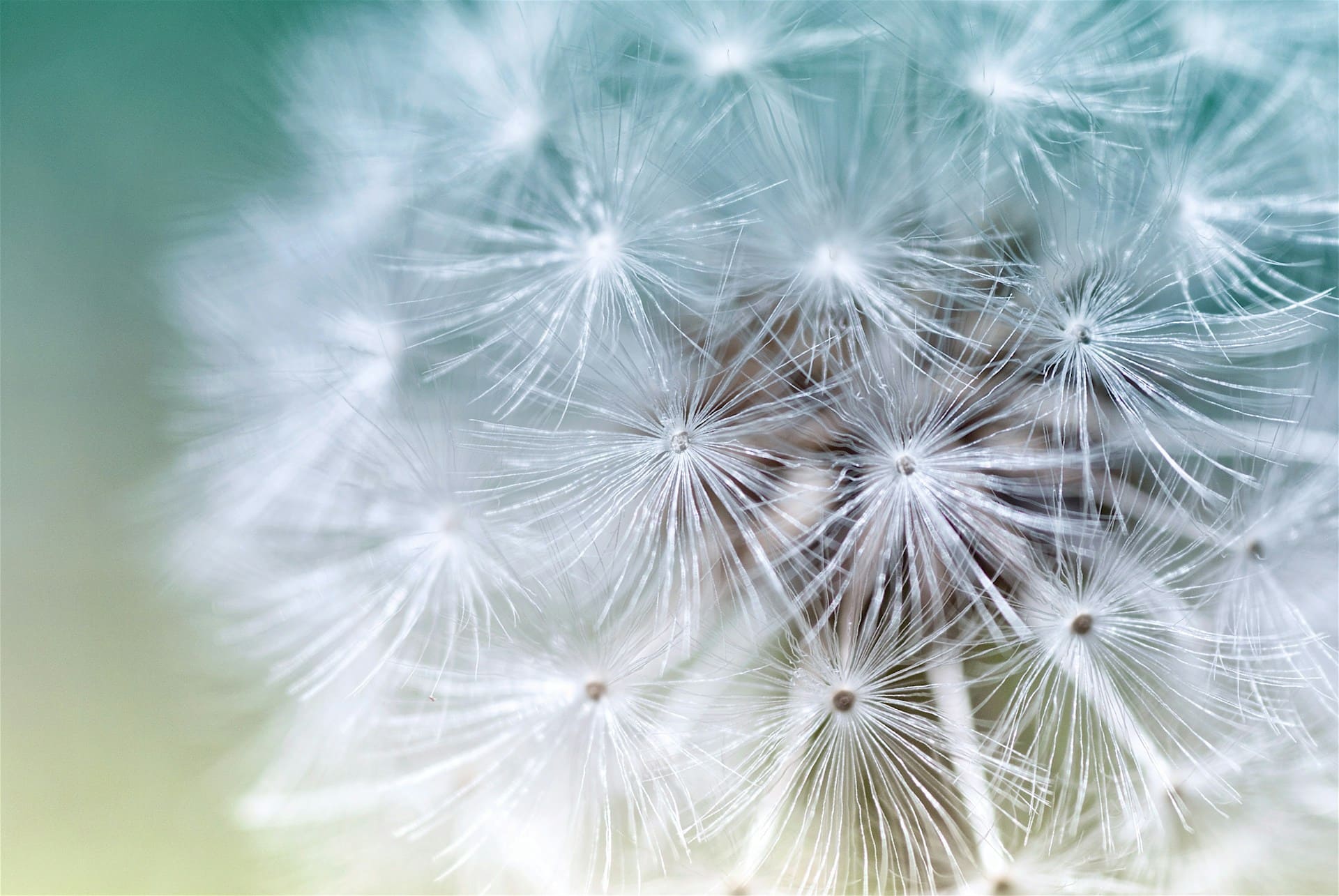 white dandelion seed head close up