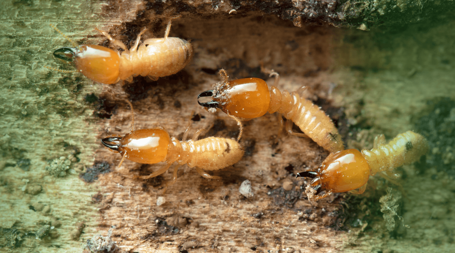types of termites