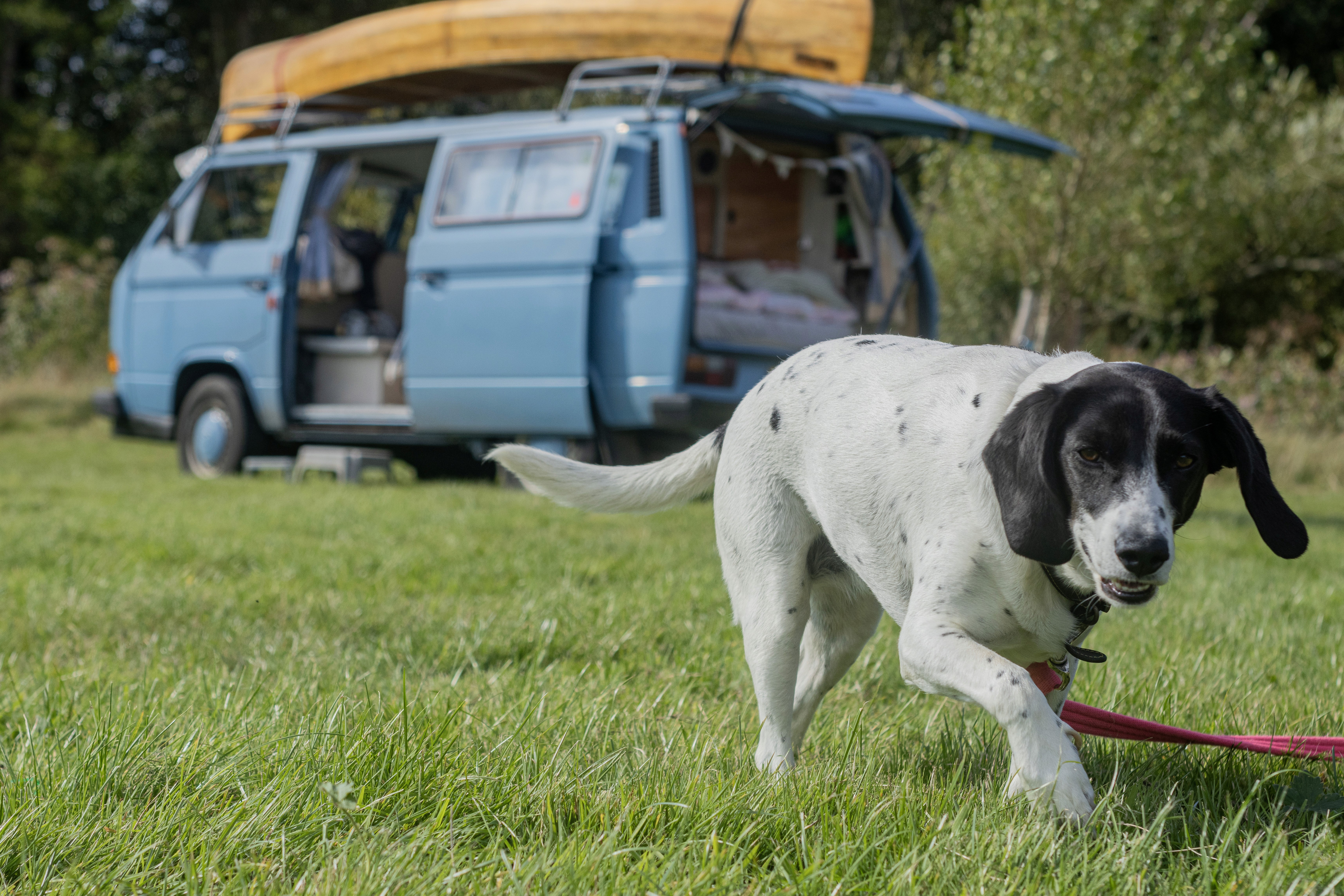 Dogs  at Isfield Camp Sussex