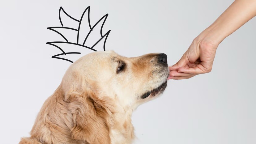A Golden Retriever sniffs a treat from an outstretched hand, with a hand-drawn pineapple crown illustrated above its head on a grey background.